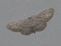 Idaea seriata (Small Dusty Wave).jpg